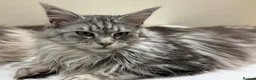 Maine Coon cats for sale: 1 left Purebred Maine Coon Kittens - TICA 🐾 - Advert 11