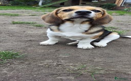 Beagle dogs for adoption: 💙🐶 ELVIS 🐶💙 - Image 11