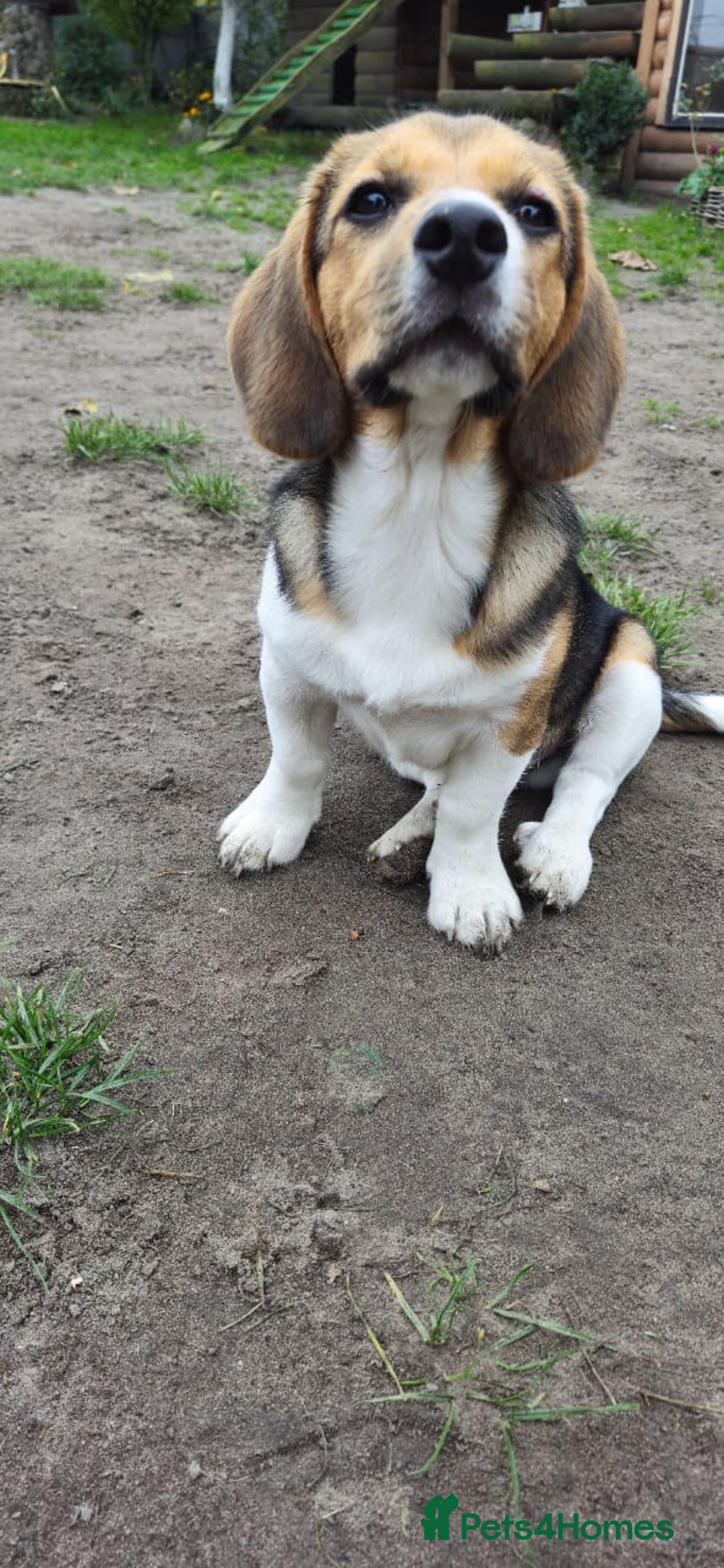 Beagle dogs for adoption: 💙🐶 ELVIS 🐶💙 - Image 11