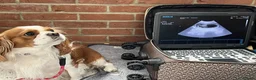 Cavalier King Charles Spaniel dogs for sale: KC Reg Health Tested Cavalier Puppies Due 18th Aug - Advert 5