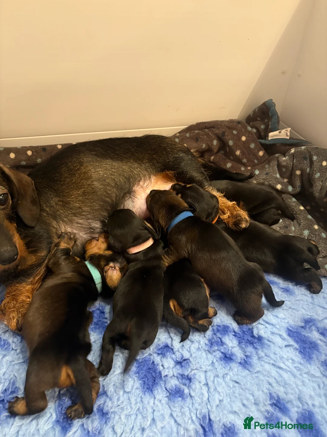 Miniature Dachshund dogs for sale: Beautiful Miniature Wirehaired Dachshund Puppies  - Advert 13