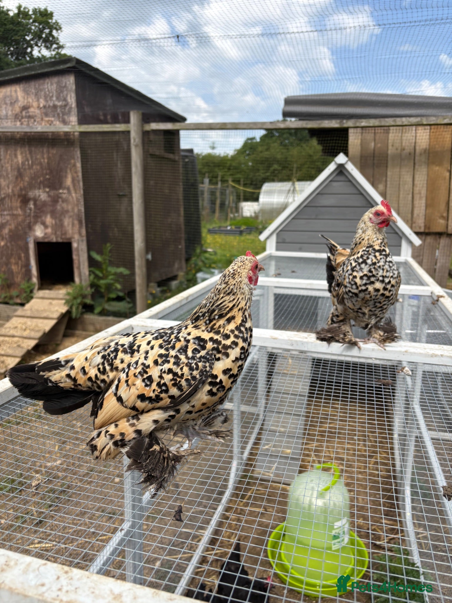 Chickens poultry Sabelpoot Hens | 6 months old - Advert 1
