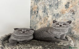 British Shorthair cats for sale: Perfect purebred British Shorthair kittens - Image 5