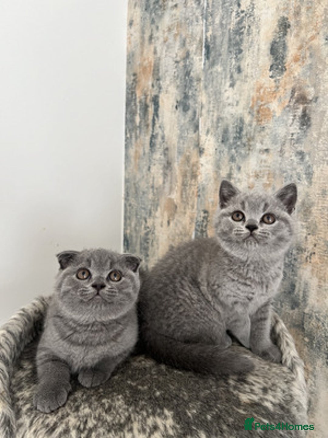British Shorthair cats for sale: Perfect purebred British Shorthair kittens - Image 5