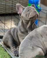 French Bulldog dogs - Advert 12