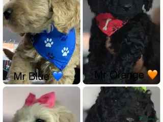 Double Doodle dogs Labradoodle - Advert 2