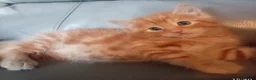 Mixed Breed cats for sale: 2 Beautiful Ginger Mixed Breed Kittens  - Advert 5