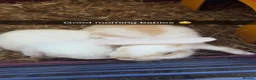 Mini Lop rabbits for sale: 2 Male BONDED Mini Lop Rabbits in Manchester - Advert 6