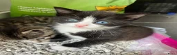 Mixed Breed cats for sale: Beautiful kittens  in Hereford - Advert 10