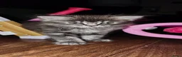 Mixed Breed cats for sale: 4 lovely fluffy kittens  - Advert 3