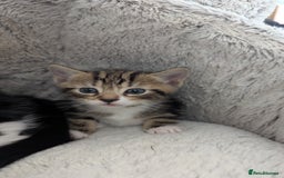Mixed Breed cats for sale: Beautiful kittens.  - Image 2