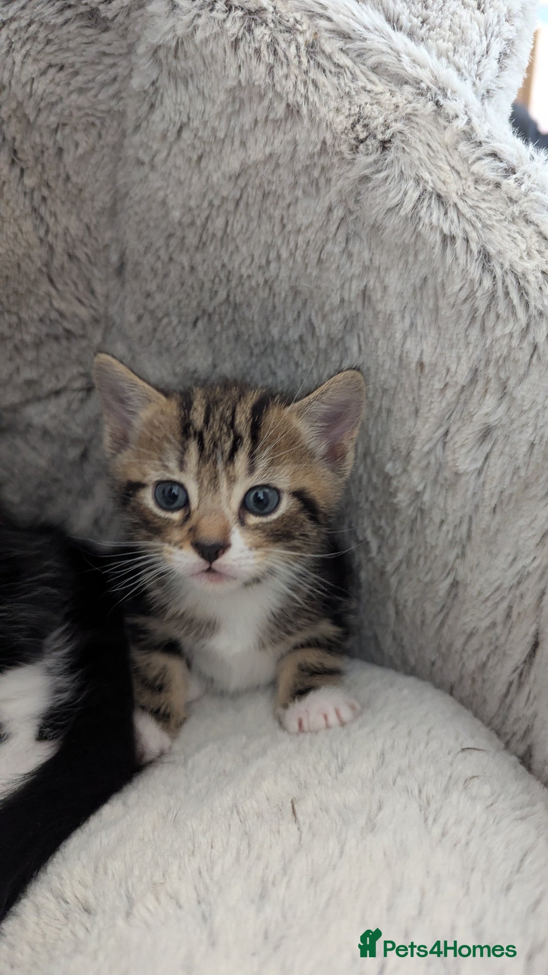 Mixed Breed cats for sale: Beautiful kittens.  - Image 2