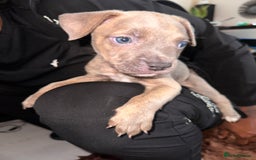 Mixed Breed dogs for sale: Mixed breed for cheap  - Image 6