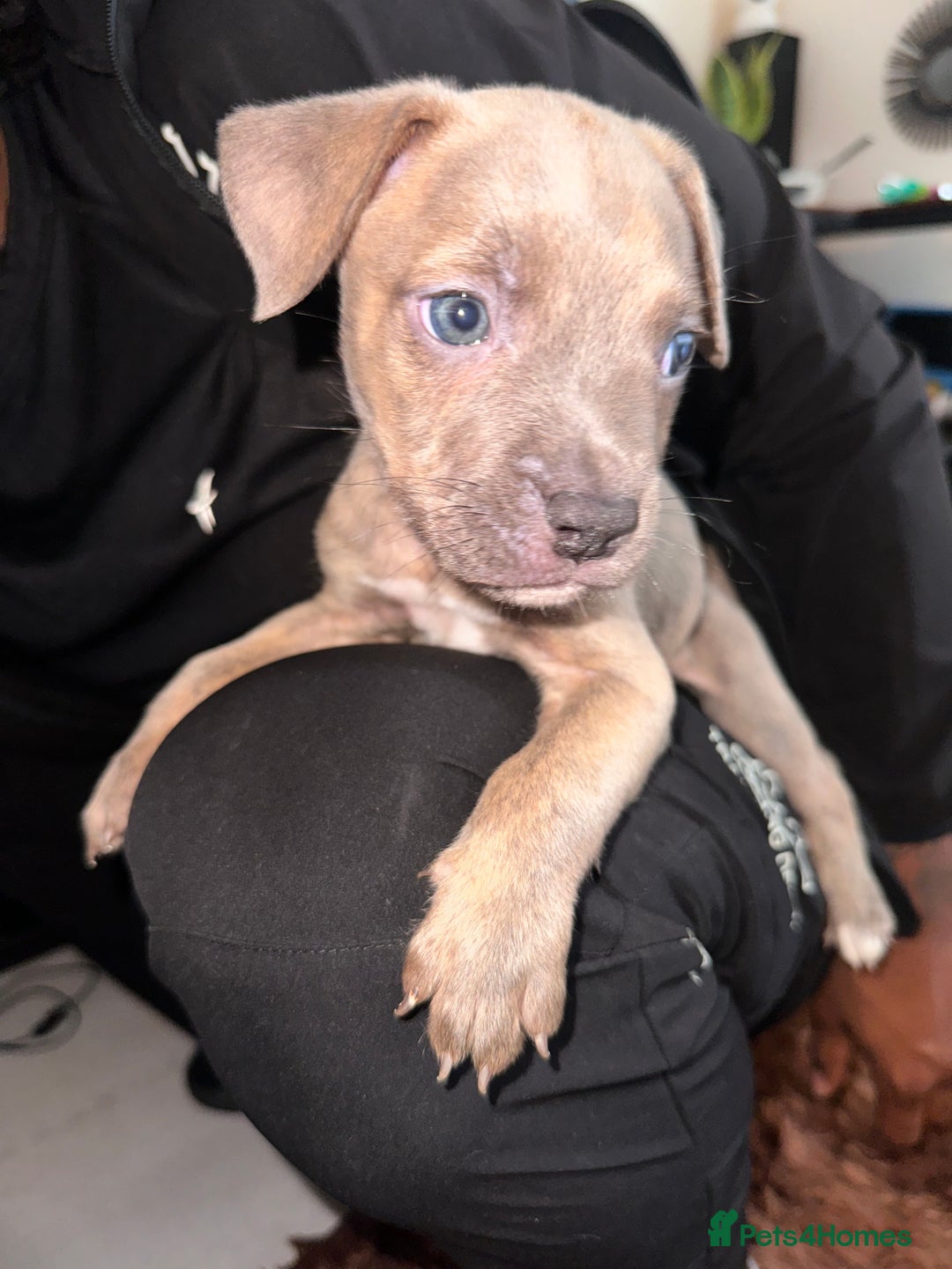 Mixed Breed dogs for sale: Mixed breed for cheap  - Image 6