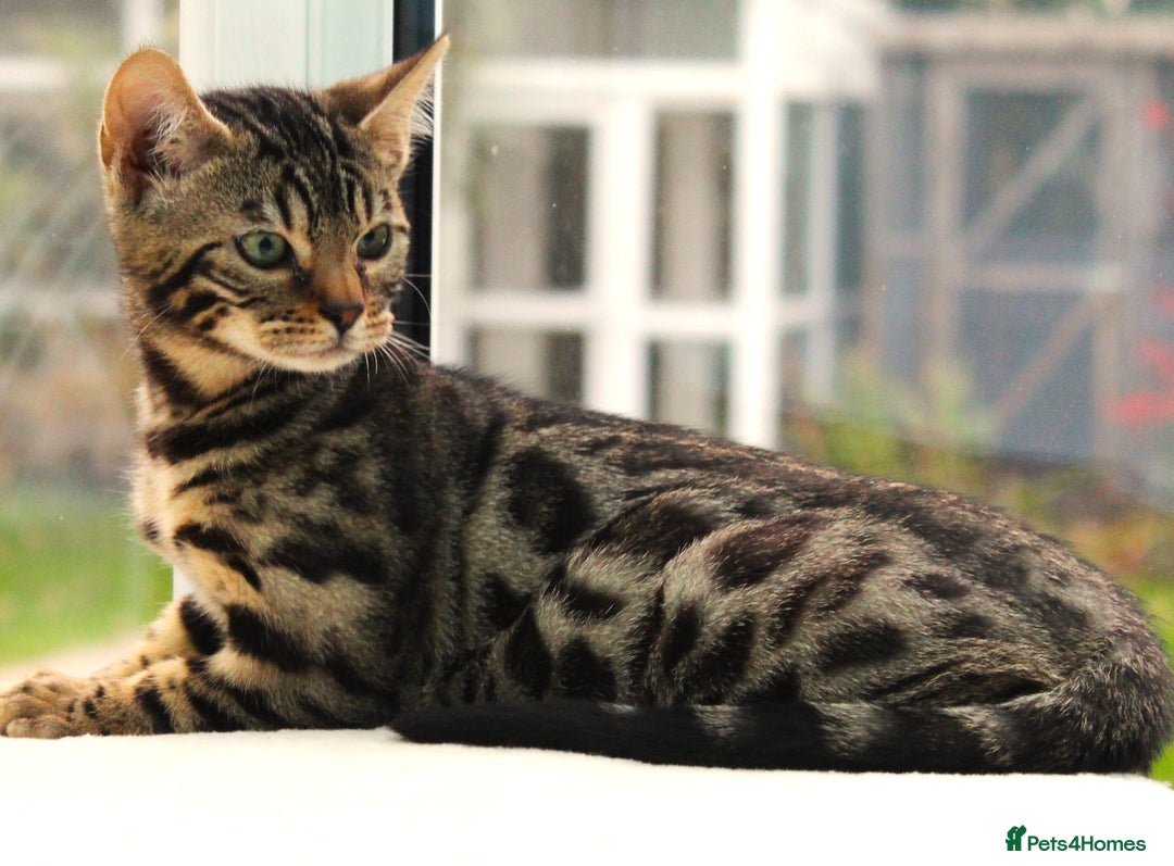 Bengal cats for sale: CUTE BROWN FEMALE BENGAL KITTEN (TICA REG)  - Image 4