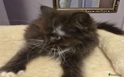 Siberian cats for sale: Tested purebreed hypoallergenic Siberian kittensns - Image 16