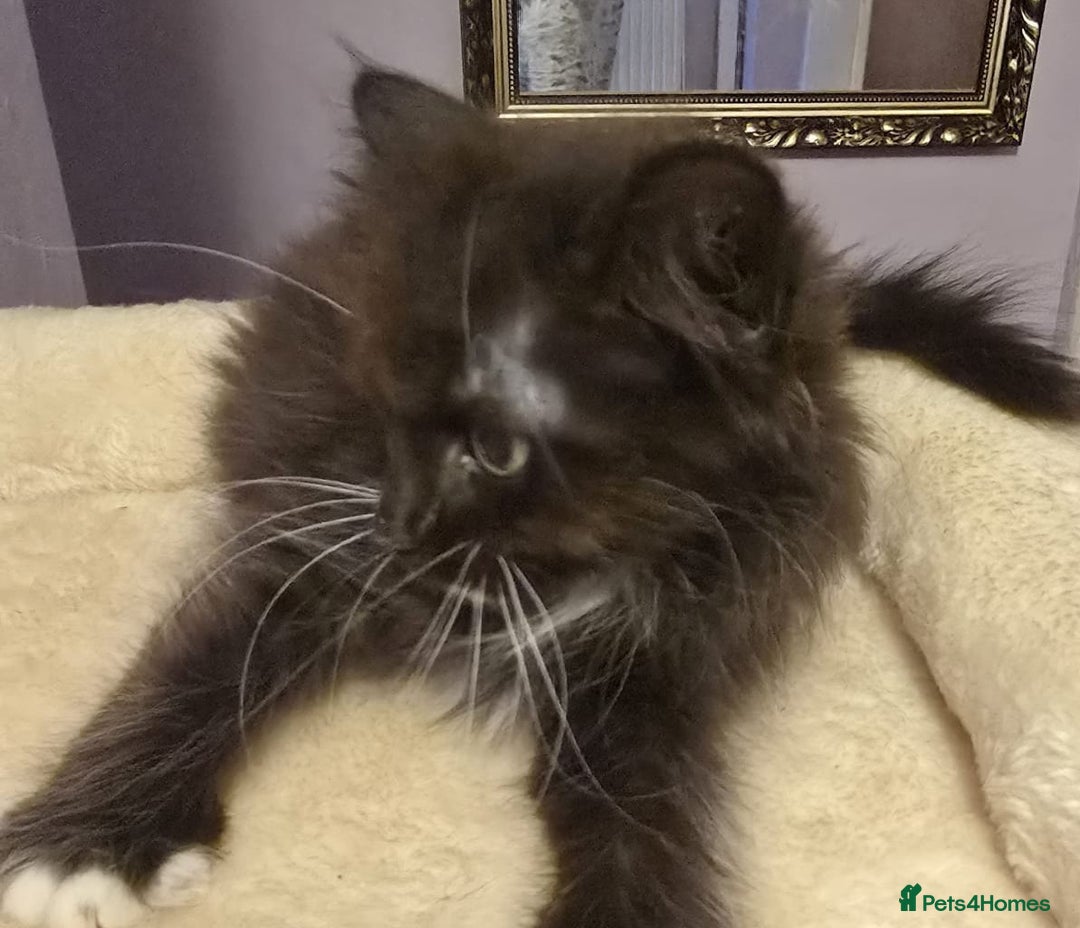 Siberian cats for sale: Tested purebreed hypoallergenic Siberian kittensns - Image 16