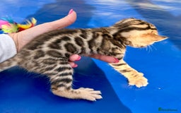 Keetso cats for sale: Stunning golden keetsos  - Image 19
