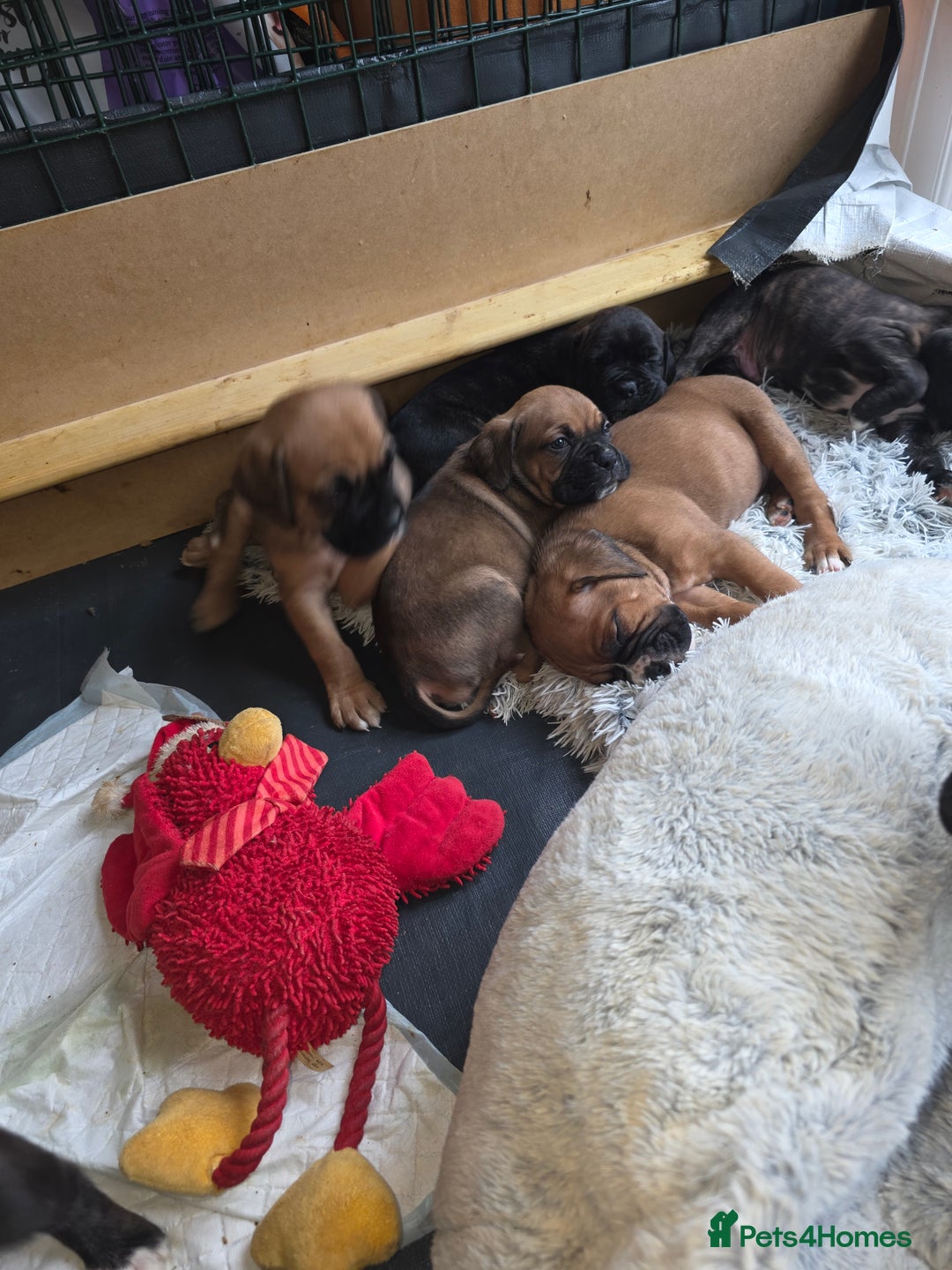 Mixed Breed dogs for sale: Boxer x cane corso puppies - Advert 4