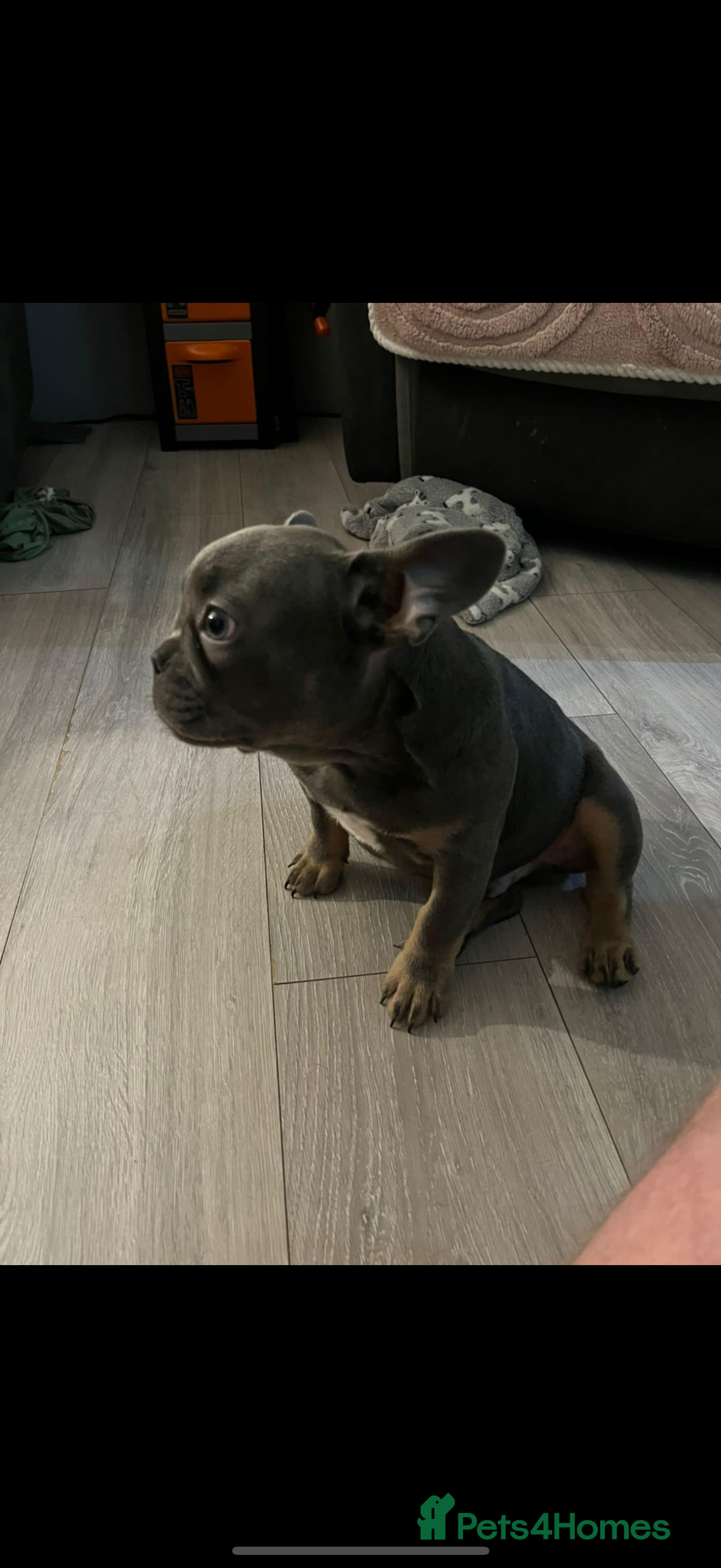 French Bulldog dogs Male French bulldog- 4 months old - Advert 1