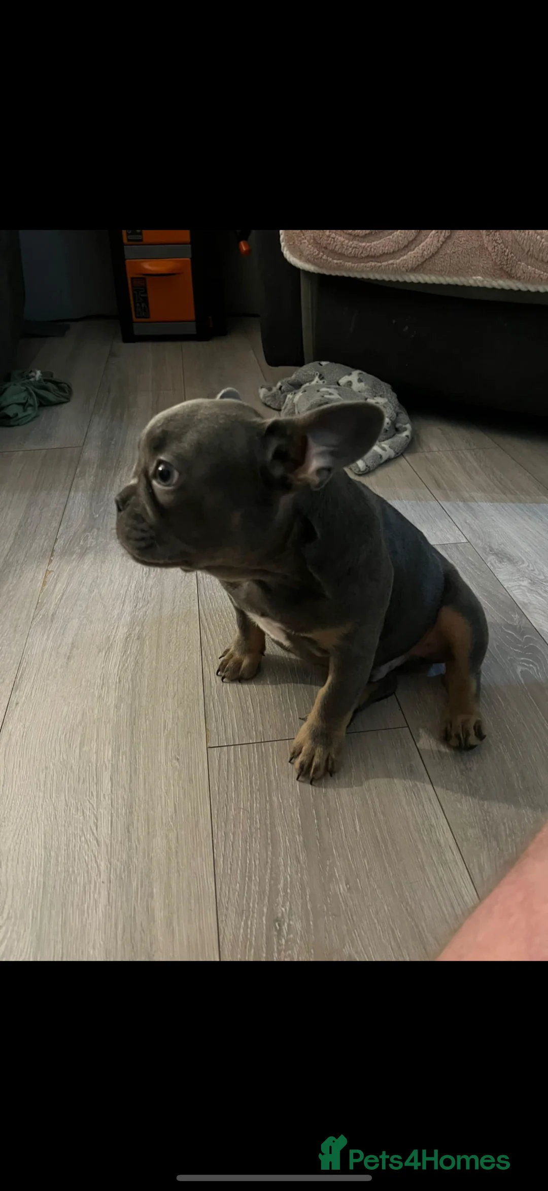 French Bulldog dogs for sale: Male French bulldog- 4 months old - Advert 1