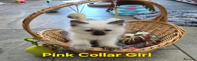 Ragdoll 4