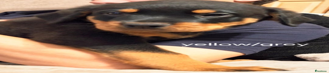 Rottweiler Puppy 7