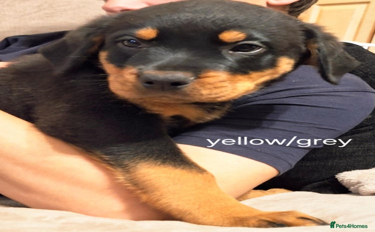 Rottweiler dogs - Advert 5