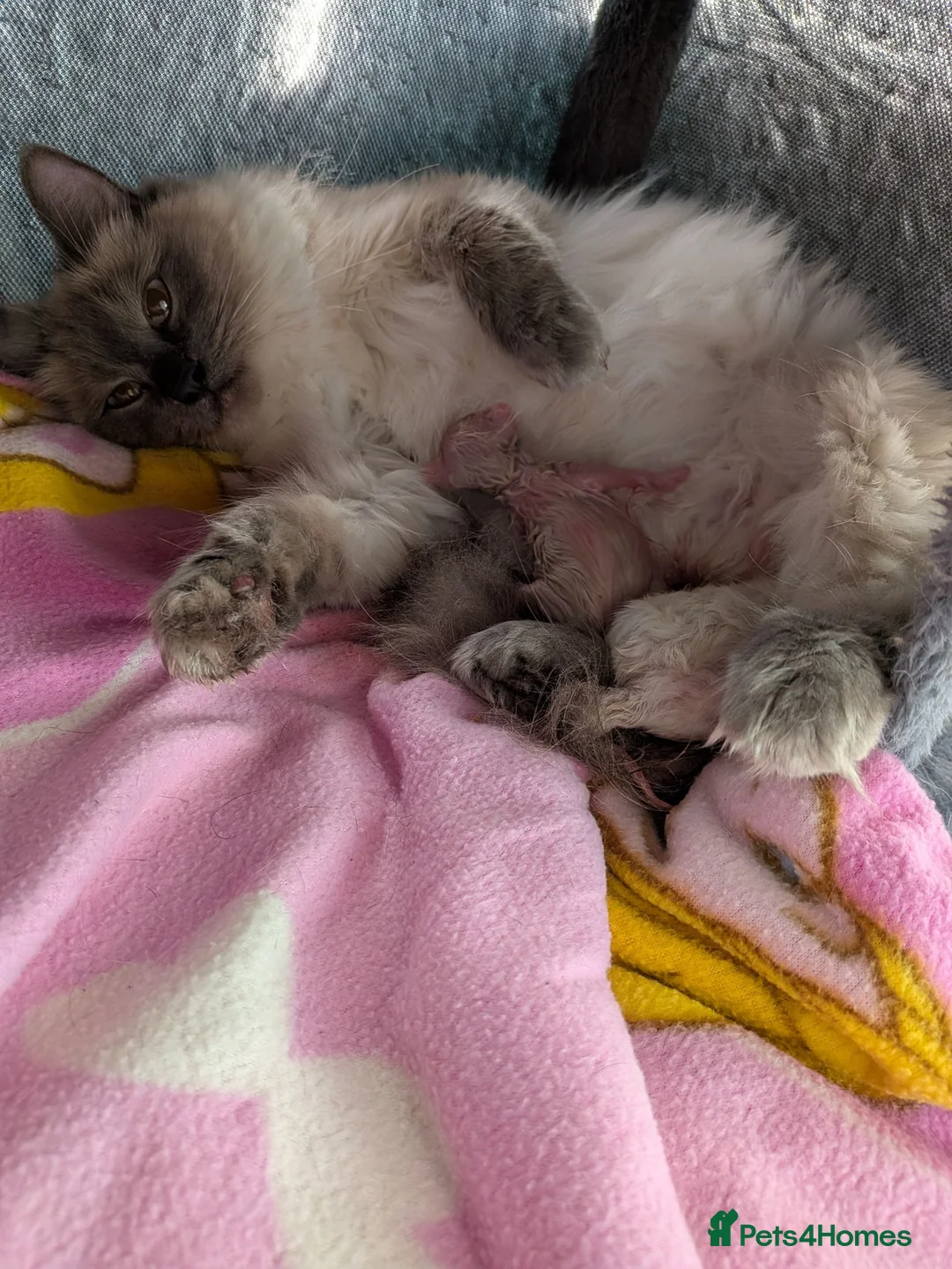 Ragdoll cats for sale: Beautiful ragdoll kittens 2 boys 1 girl  - Advert 2