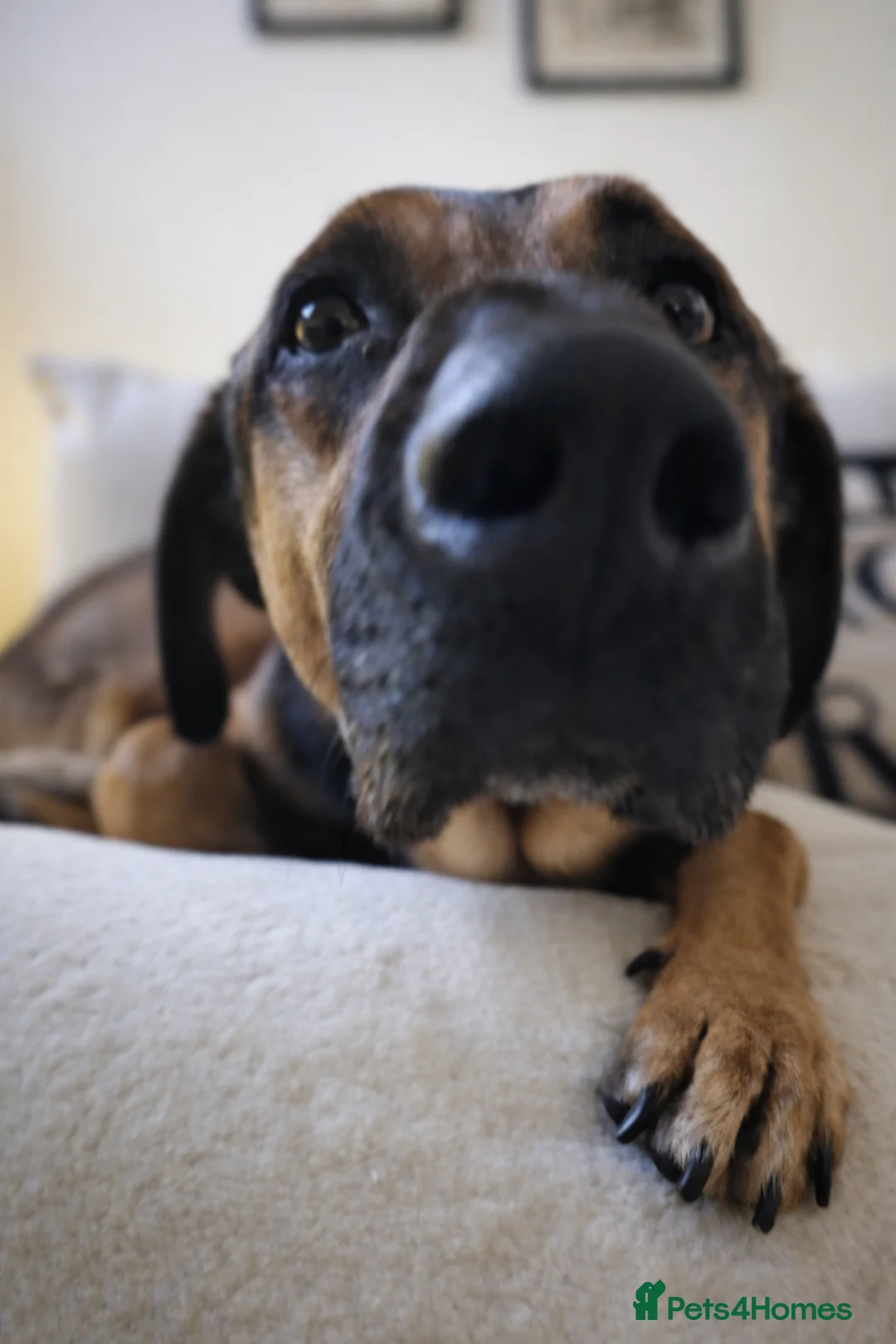 German Shepherd dogs for adoption: 💔JIM IS STILL WAITING..HE DOESN’T UNDERSTAND WHY  - Advert 7