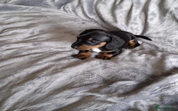 Miniature Dachshund dogs for sale: KC Reg’d Mini Dachshund Puppies  - Image 2