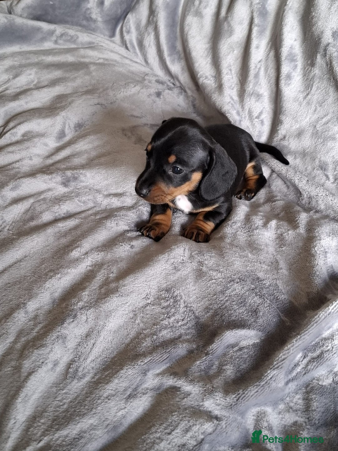 Miniature Dachshund dogs for sale: KC Reg’d Mini Dachshund Puppies  - Image 2