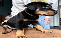 Dobermann dogs for sale: Gorgeous Rottweiler crossed with Red Doberman  - Image 1