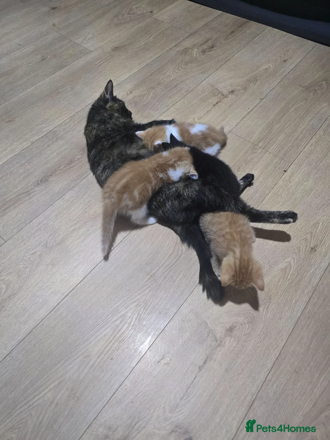Mixed Breed cats for sale: 4 gorgeous kittens for sale  - Advert 6