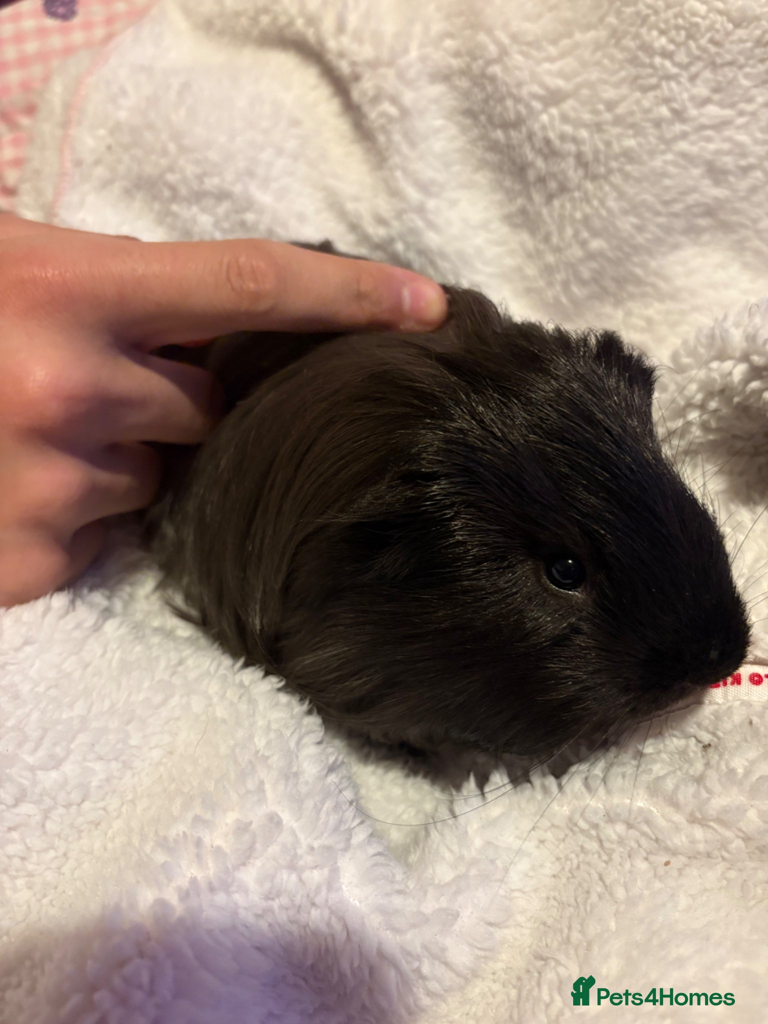 Guinea Pig rodents Male longhaired guinea pig  - Advert 1