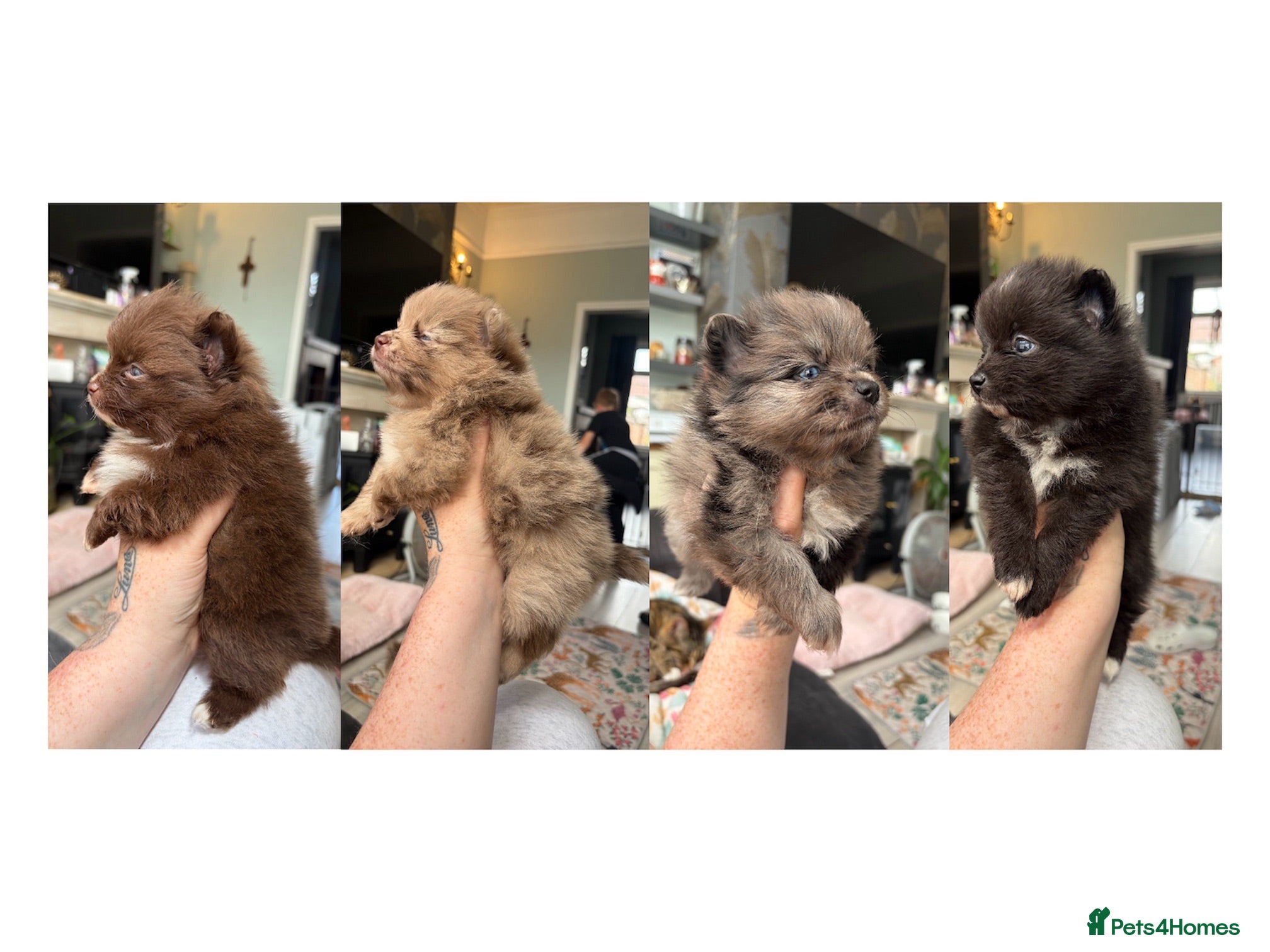 Pomeranian dogs 100% Pomeranian🧬DNA&HEALTH TESTED!  - Advert 1