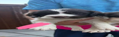 English Springer Spaniel 5