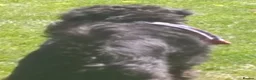 Schnoodle dogs for sale: Mother & adult Son reluctant sale  - Advert 3