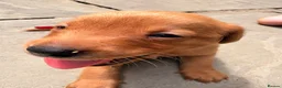 Labrador Retriever dogs for sale: Beautiful Pedigree Fox Red Labrador Puppies in Honiton - Advert 12