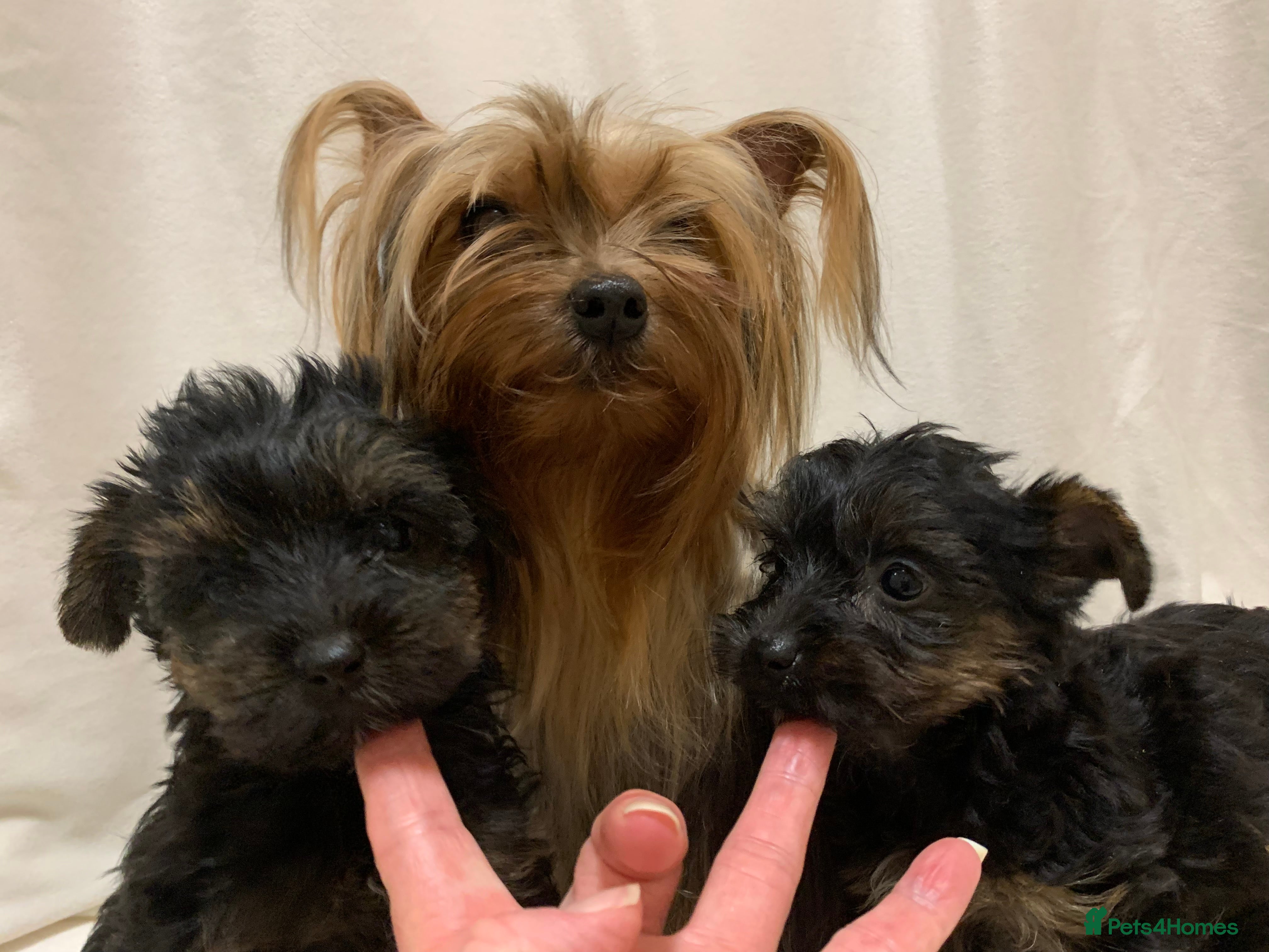 Yorkshire Terrier dogs Yorkshire terrier  in Bradford - Advert 1