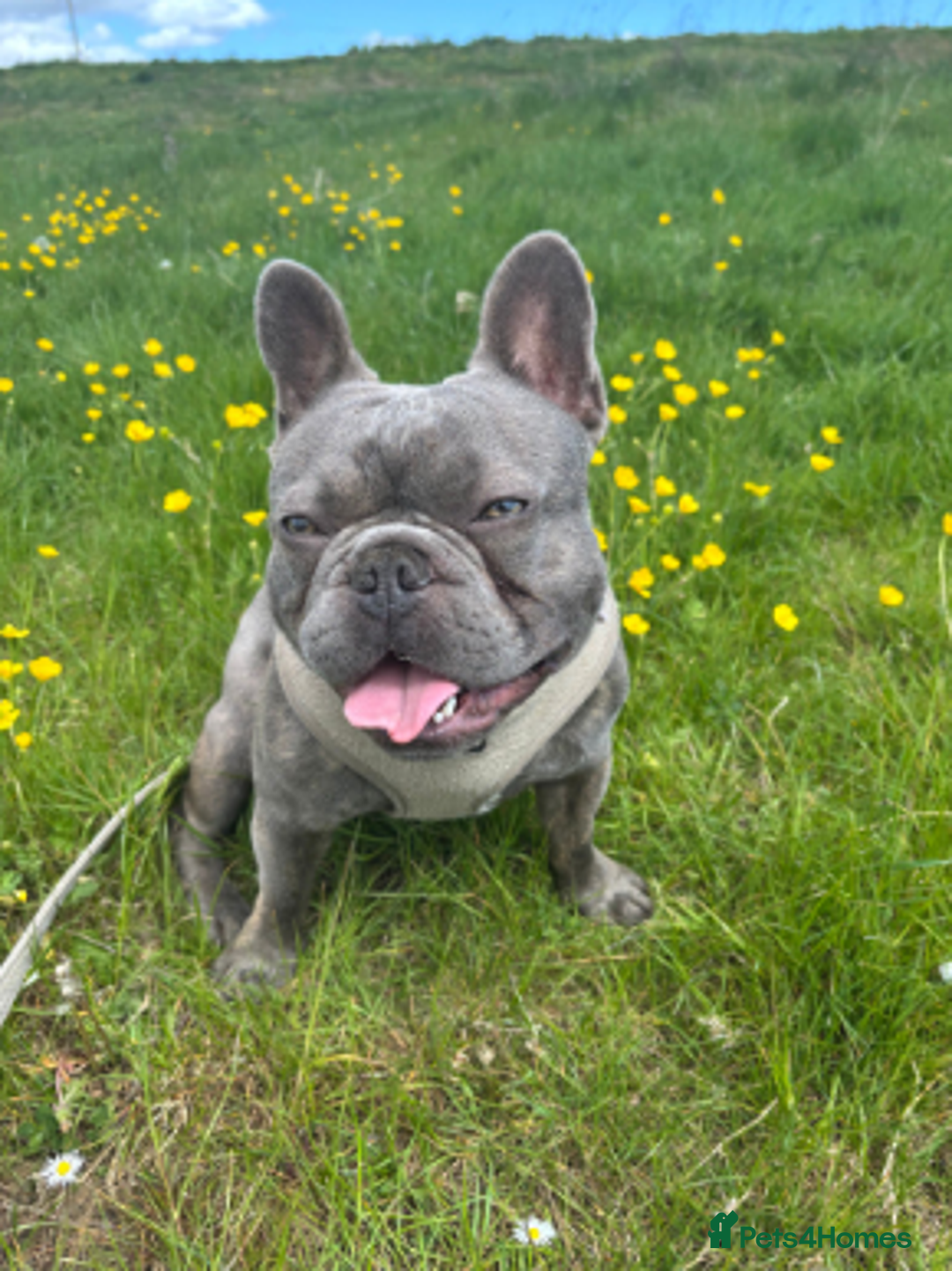 French Bulldog dogs for sale: 1 Year old Male French Bulldog.  - Advert 2