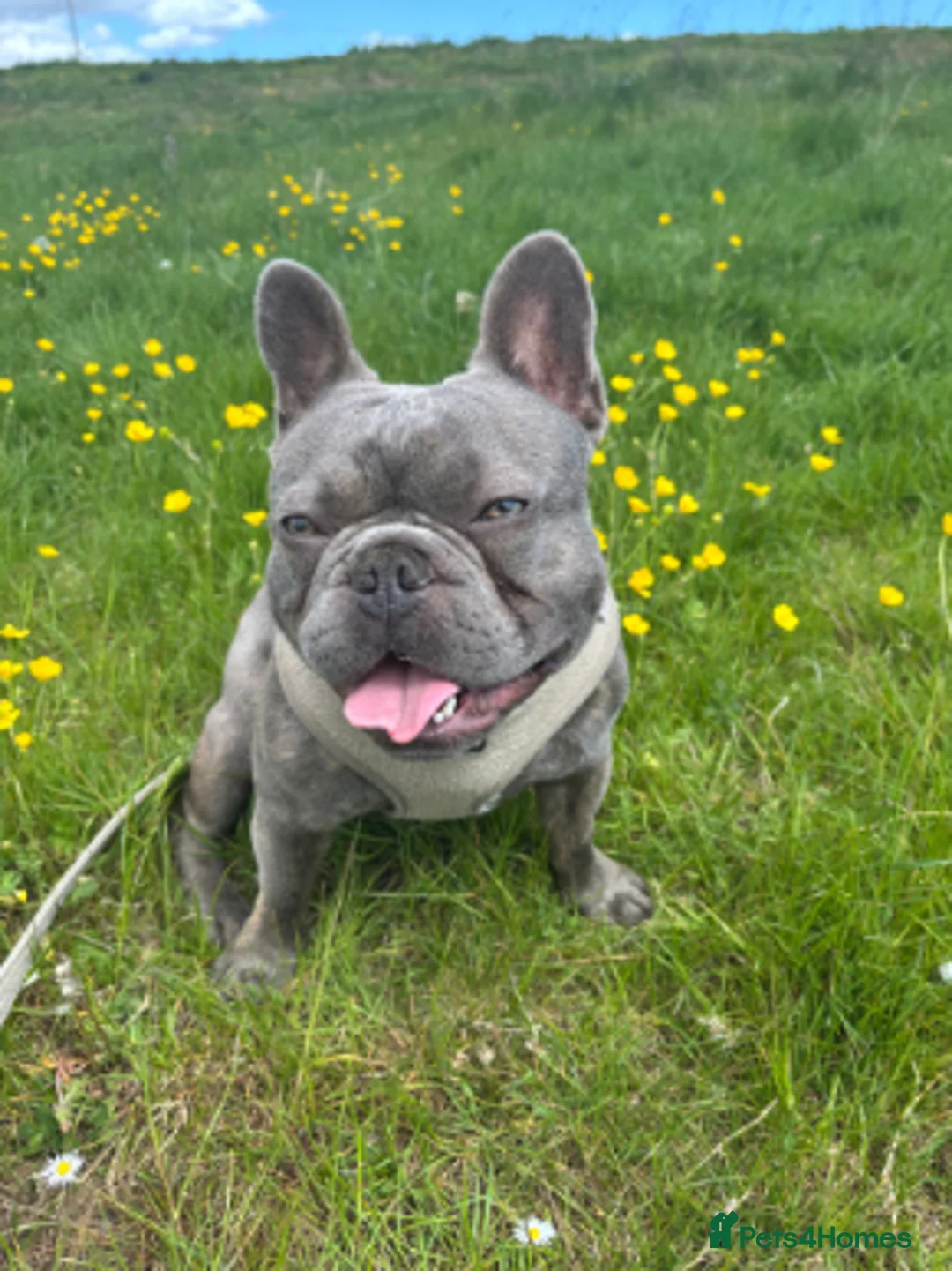 French Bulldog dogs for sale: 1 Year old Male French Bulldog.  - Advert 2