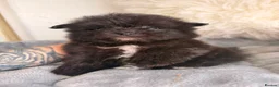 Maltipom dogs for sale: Korean maltipom puppies - Advert 1