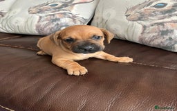 Mixed Breed dogs for sale: French wieners - Image 19
