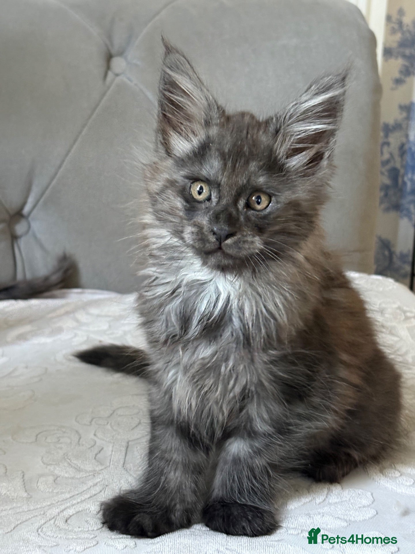 Maine Coon cats Large Tica Polly kittens - Advert 2