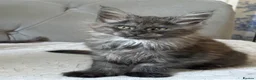 Maine Coon cats for sale: Large Tica Polly kittens - Advert 1