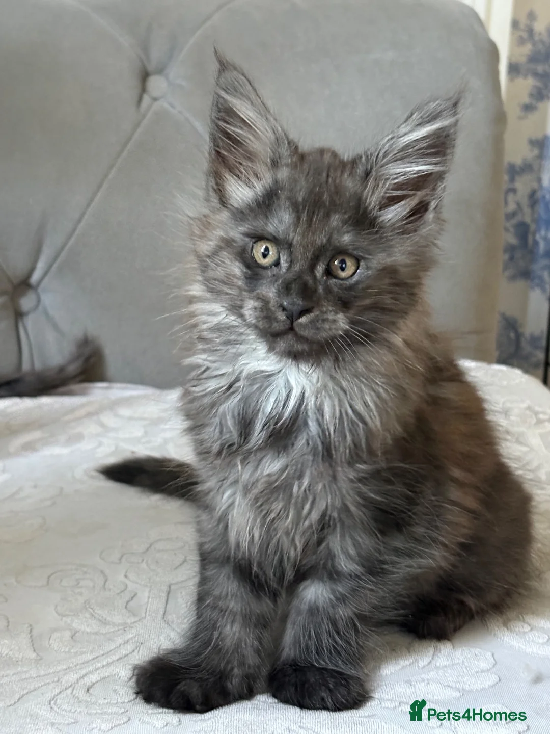 Maine Coon cats for sale: Large Tica Polly kittens - Advert 1