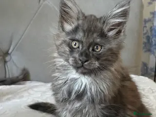 Maine Coon cats Large Tica Polly kittens - Advert 2