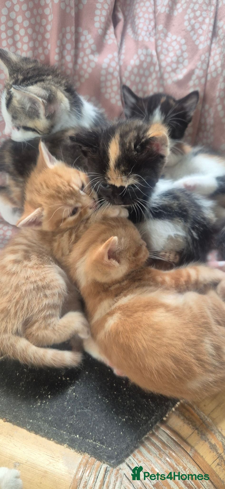 Mixed Breed cats Mixed sex and colour kittens - Advert 2