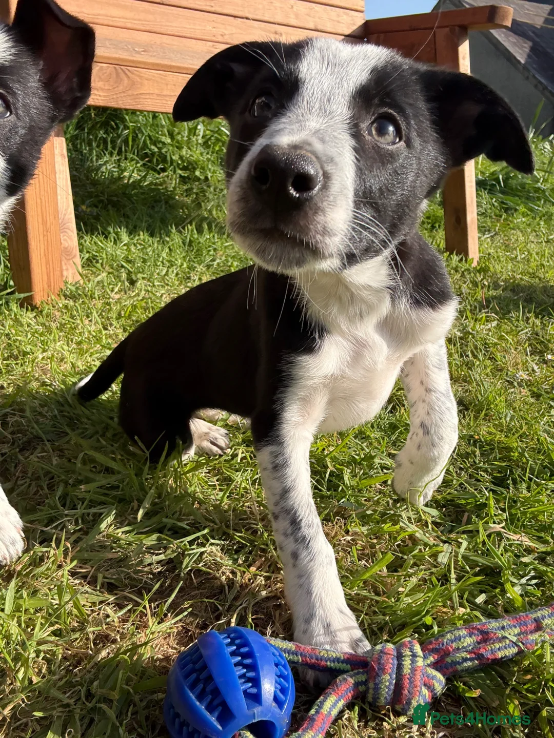 Border Collie dogs for sale: Border Collie Pups looking for new home ready now in Swansea - Advert 2